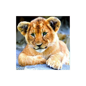 Набор алмазной живописи на подрамнике 30х30 см, Будущий король (SXM-056352)