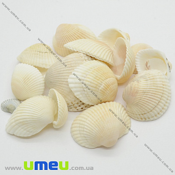 Мушля декоративна морська (DIF-010136)