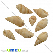 Мушля декоративна спіральна (DIF-010135)