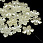 /ru/p57158-busini-plastikovie-cvetok-zhemchug-20x4-mm-kremovie/