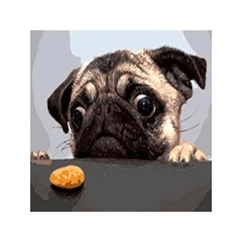 Набор алмазной живописи на подрамнике 30х30 см, Хочу вкусняшку (SXM-052419)