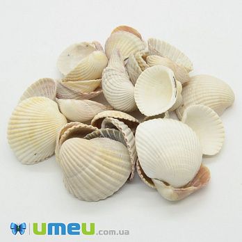 Мушля декоративна морська (DIF-038749)